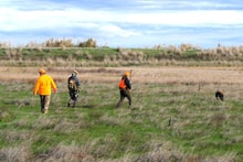 Three hunters in blaze orange walking through a green grass field with a hunting dog during the 2020 R3 Upland Bird Hunt