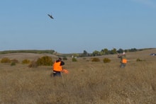 Three hunters in blaze orange vests shooting at a flushing pheasant in a dry golden grass field with rolling hills in the background at the 2023 Veterans and First Responders Hunt