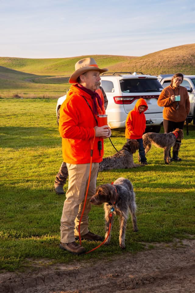 Hunter in orange vest with two wirehaired pointing griffons in a green field at sunrise