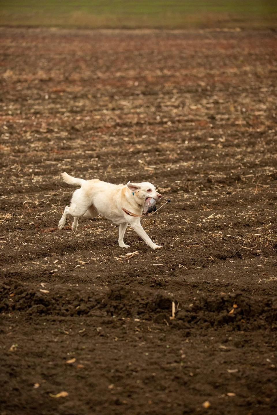 Yellow Labrador retriever running across a plowed field carrying a harvested bird in its mouth