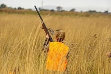 Young hunter in orange vest and safety gear walking through tall golden grass with a shotgun raised