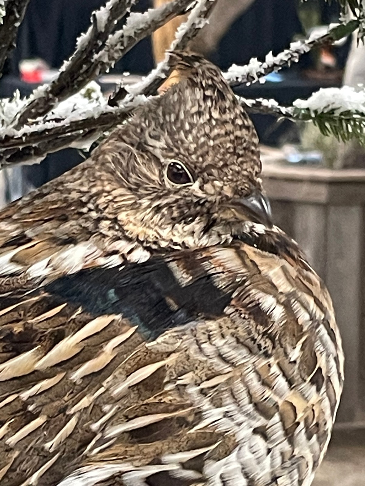 Close-up of a mounted upland game bird in a snowy branch display