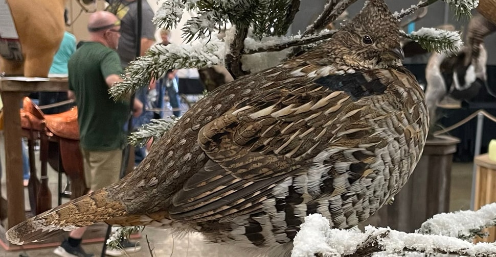 Mounted bird display at the event